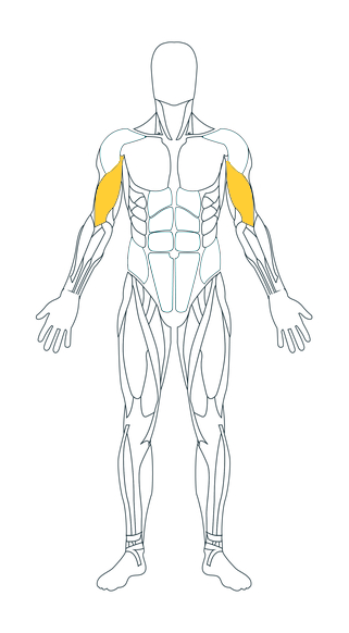 Biceps - Virtual Hone Gym